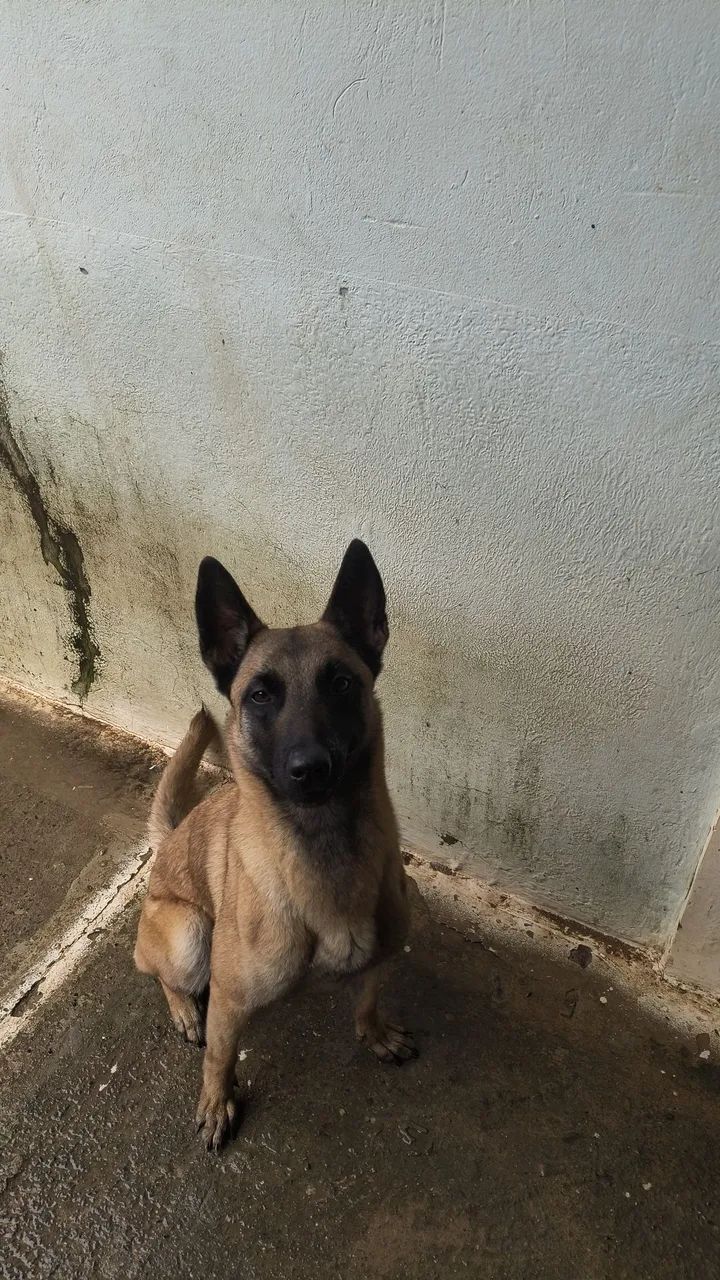 Pastor belga malinois fêmea 