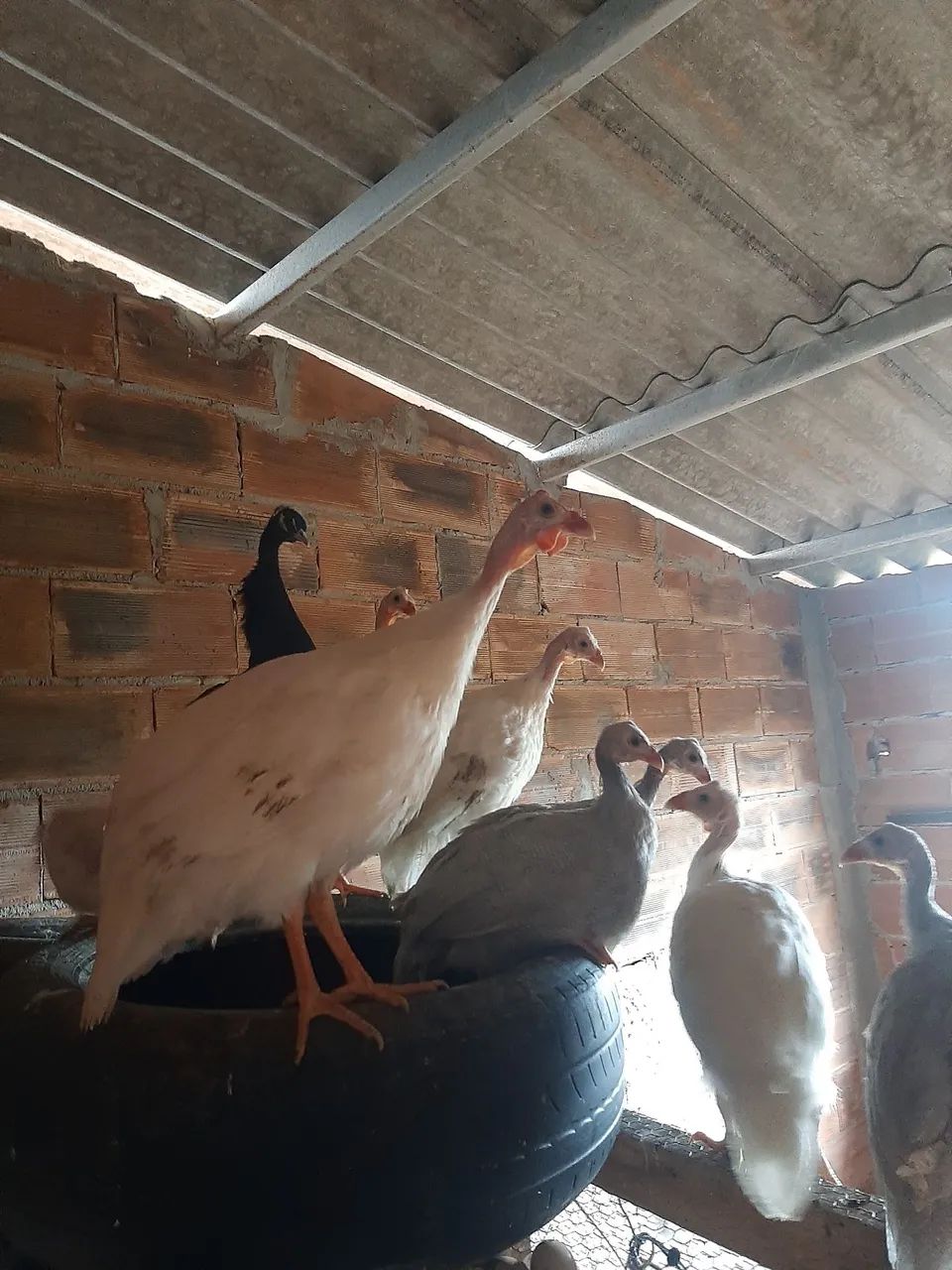 Pavãozinho  - Foto 3