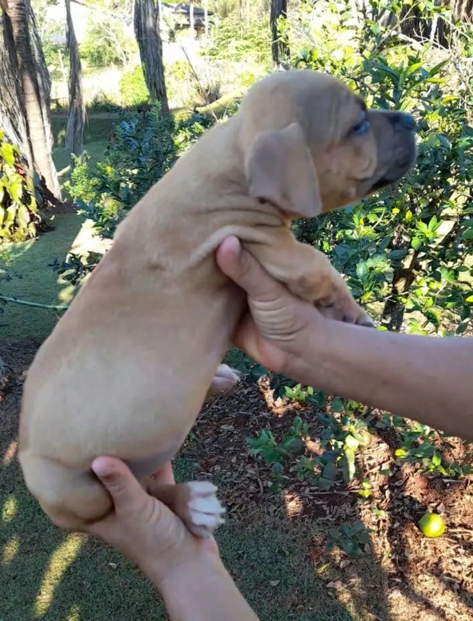 PitBull - Pit Monster.  - Foto 3