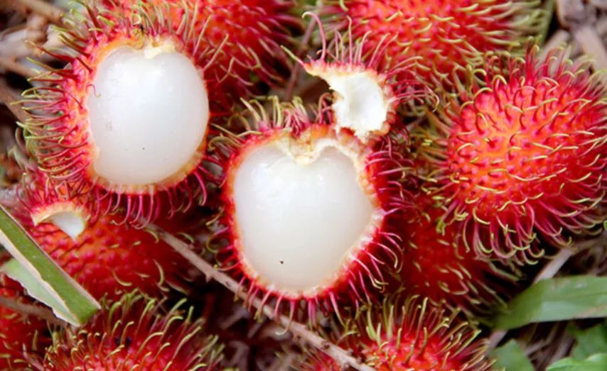 RAMBUTAN Mudas  - Foto 5