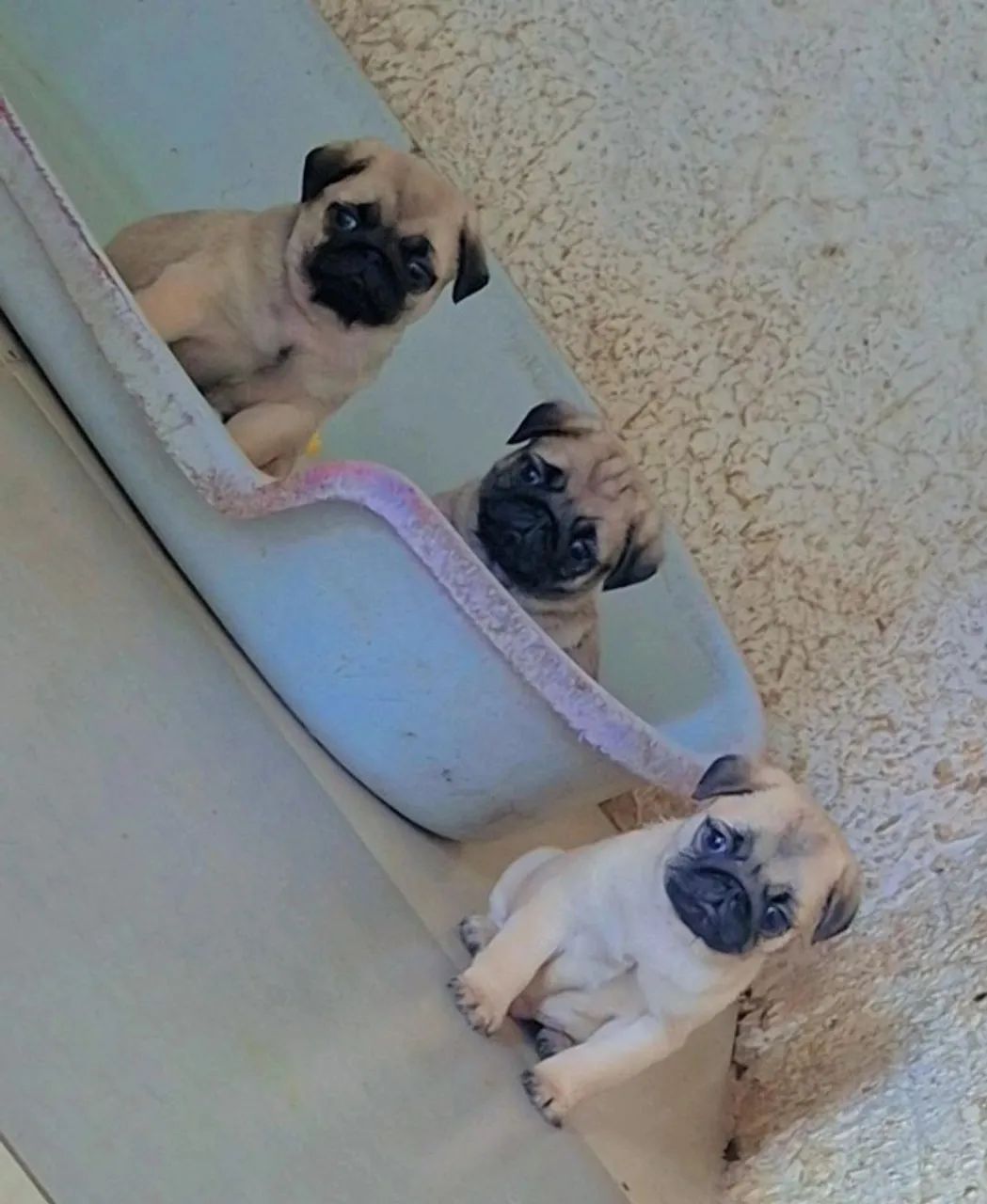 Pug - Foto 2