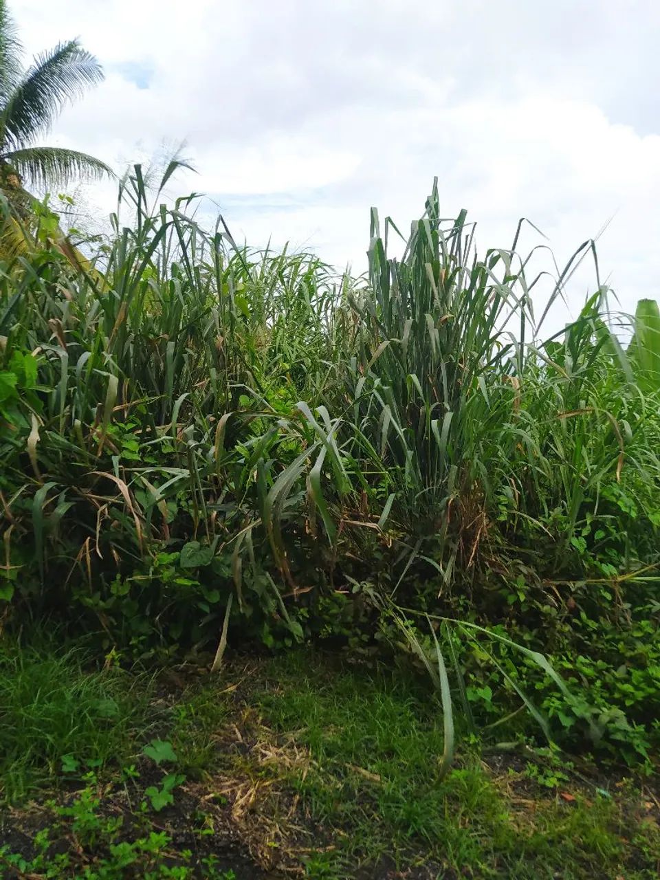 Terreno  - Foto 2