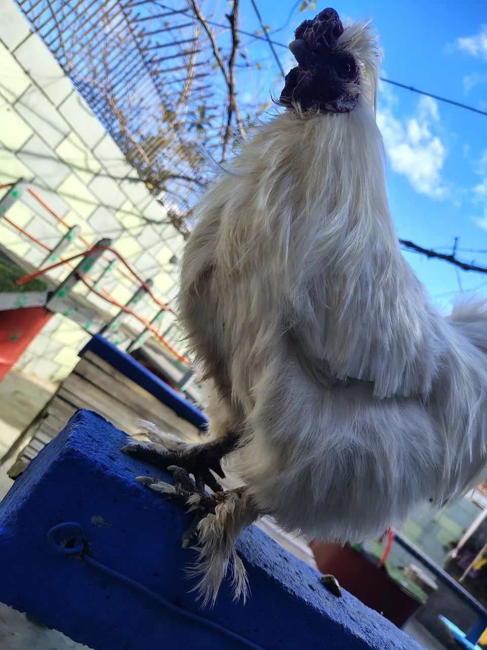 Galo - Foto 2