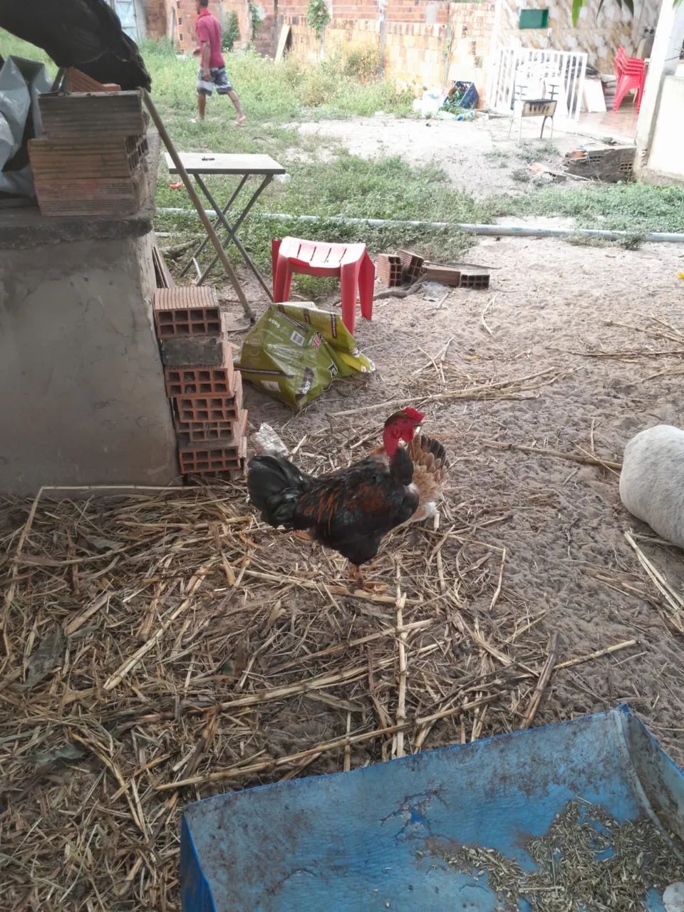 Vendo galo de capoeira - Foto 4