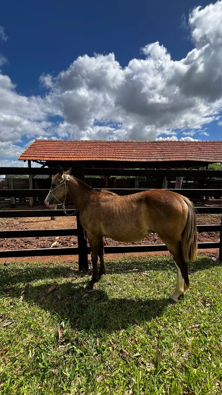 Potra Baia Bragada - Foto 2