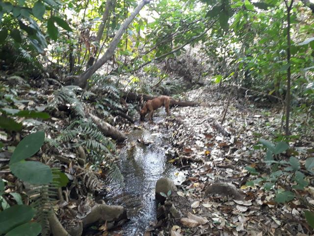 Oportunidade!! Vendo excelente fazenda em Formosa Goiás, com 168 hectares com muita água - Foto 19