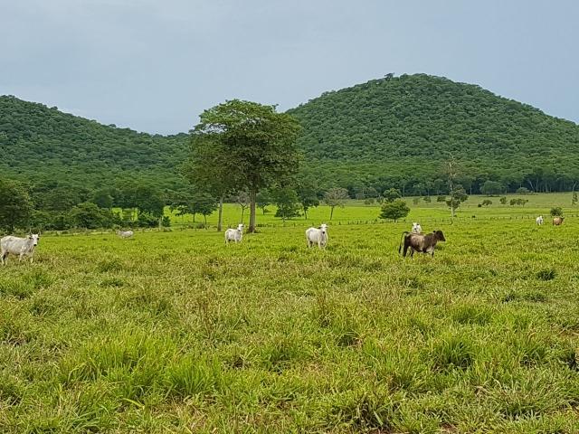 Fazenda de 34385 hectares em MT - Foto 14