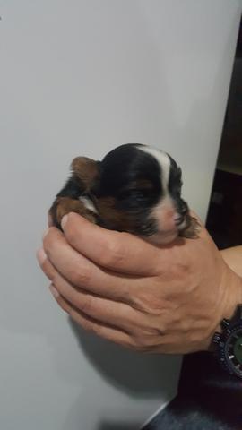 Vendo York Biewer micro