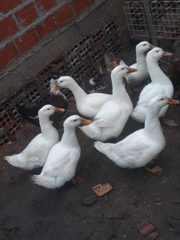 Ovos de Marrecos de Pequim - Foto 2