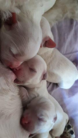Vende-se cachorro, da raça poodle puro - Foto 4