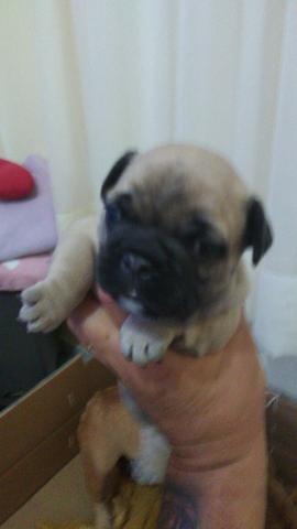 Bulldog francês - Foto 3