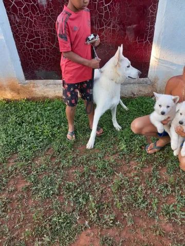 Pastor Branco Suiço - Cachorros e acessórios - Zona Central, Rio Claro  1254406657