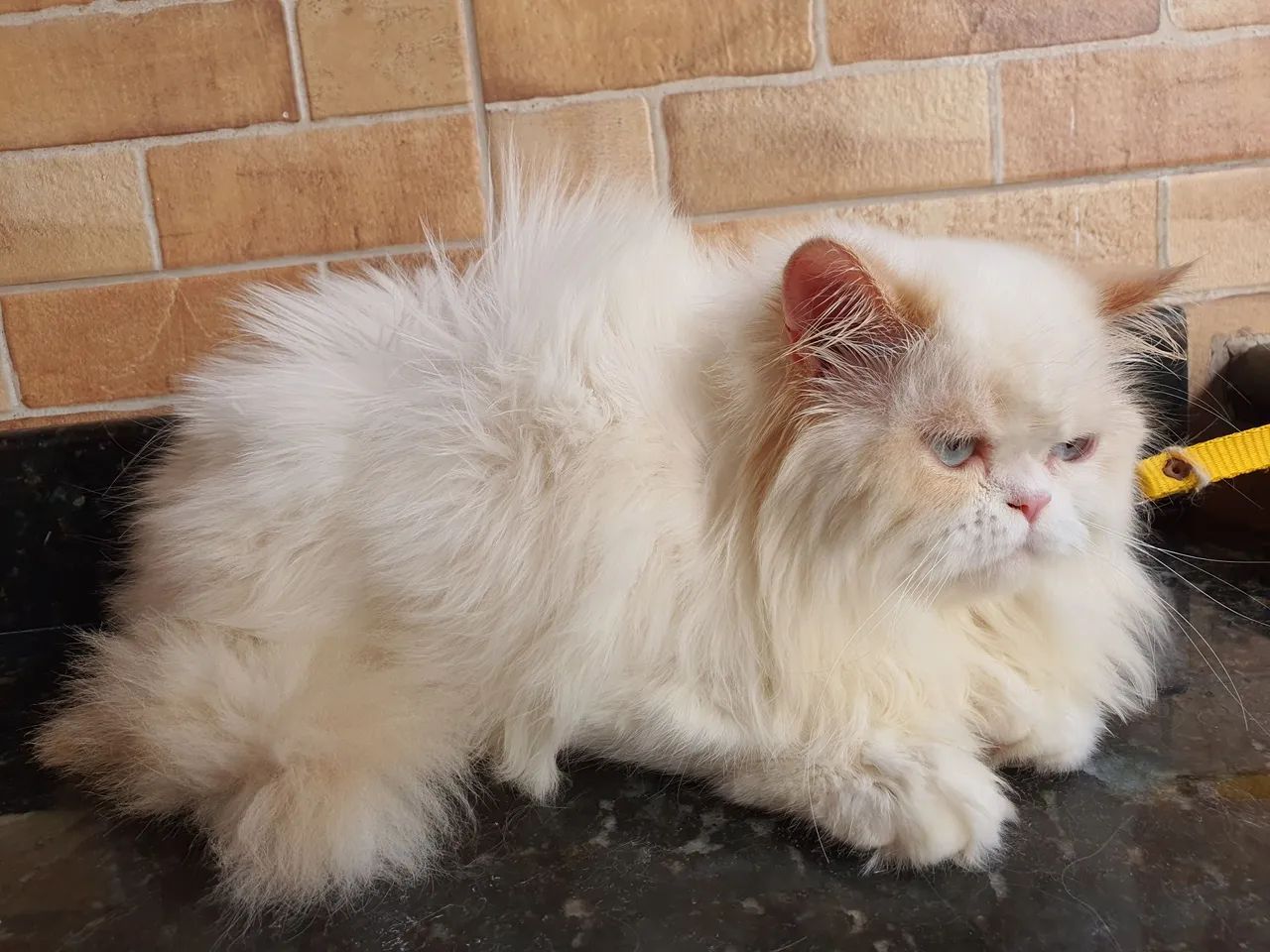 Gatinho persa branco com olhos azuis - Foto 5