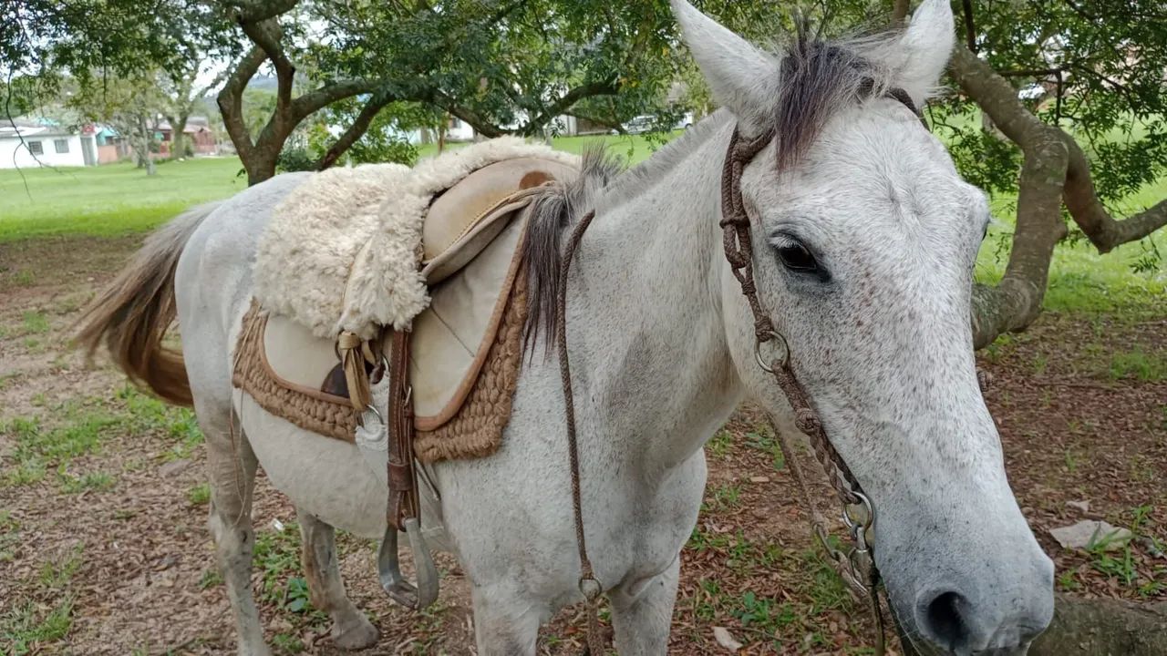 Egua tordilha para venda - Foto 2