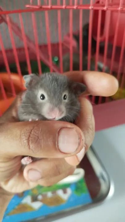 Filhote de Hamster Cinza