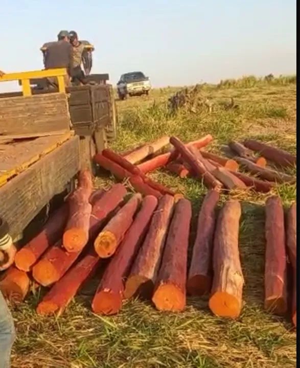 Palanques, lascas, firmes, postes e esticadores de Aroeira no MS