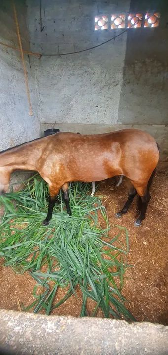 Cavalo Mangalarga Marchador - Foto 3