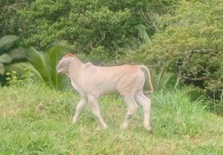 VACA COM BEZERRO - Foto 4