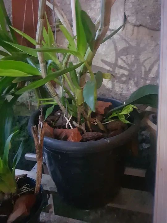 Orquídea - Dendrobium fimbriatum oculatum - Foto 3
