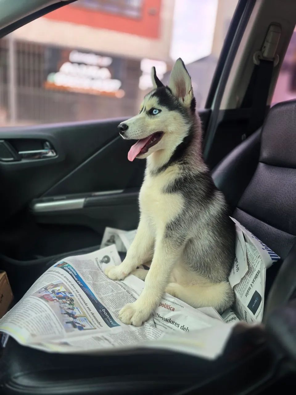 Husky Siberiano top - Foto 3