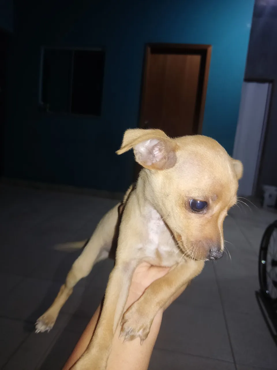 Pinscher n°1 macho