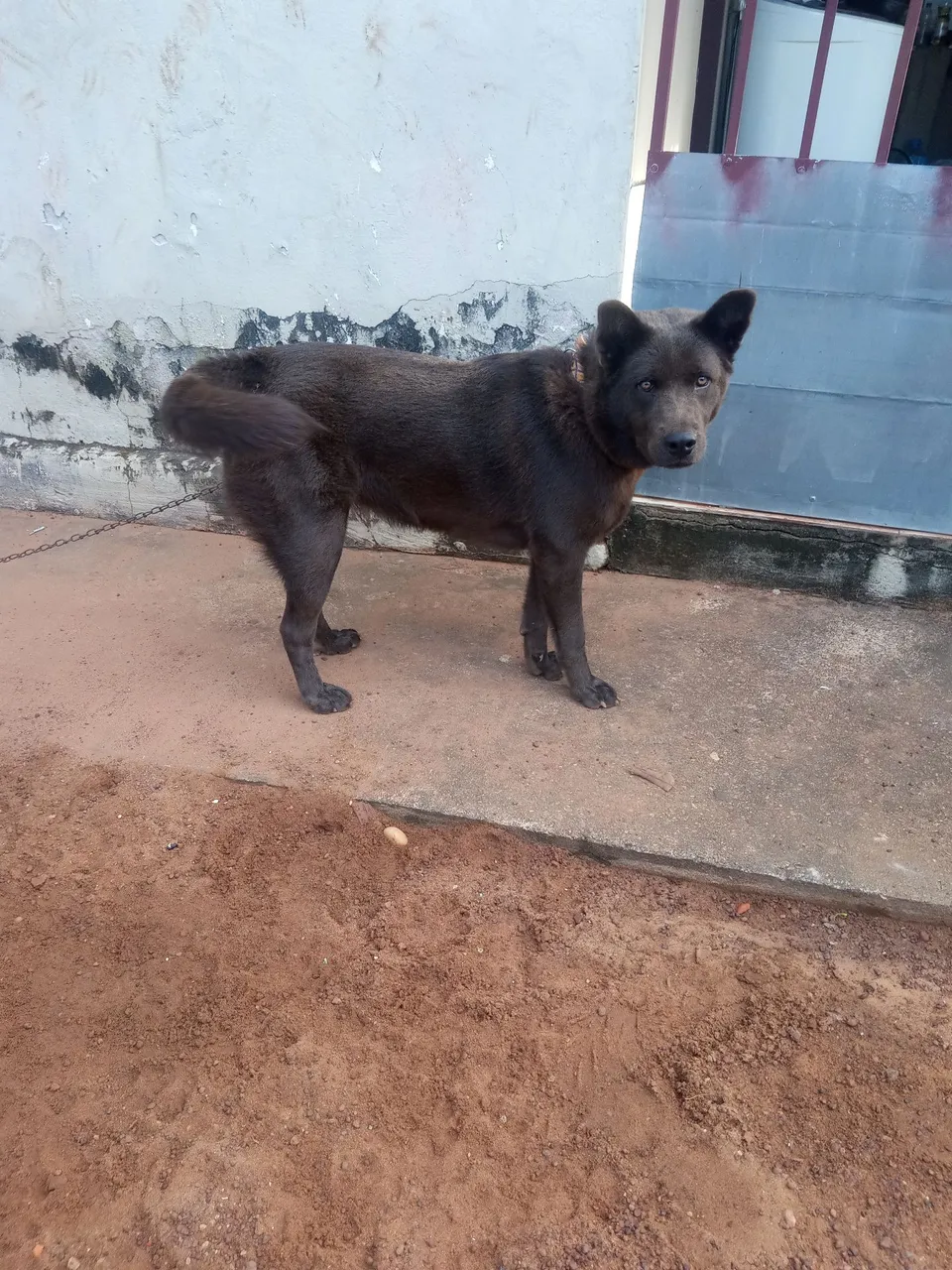 Cachorra adulta para cobertura