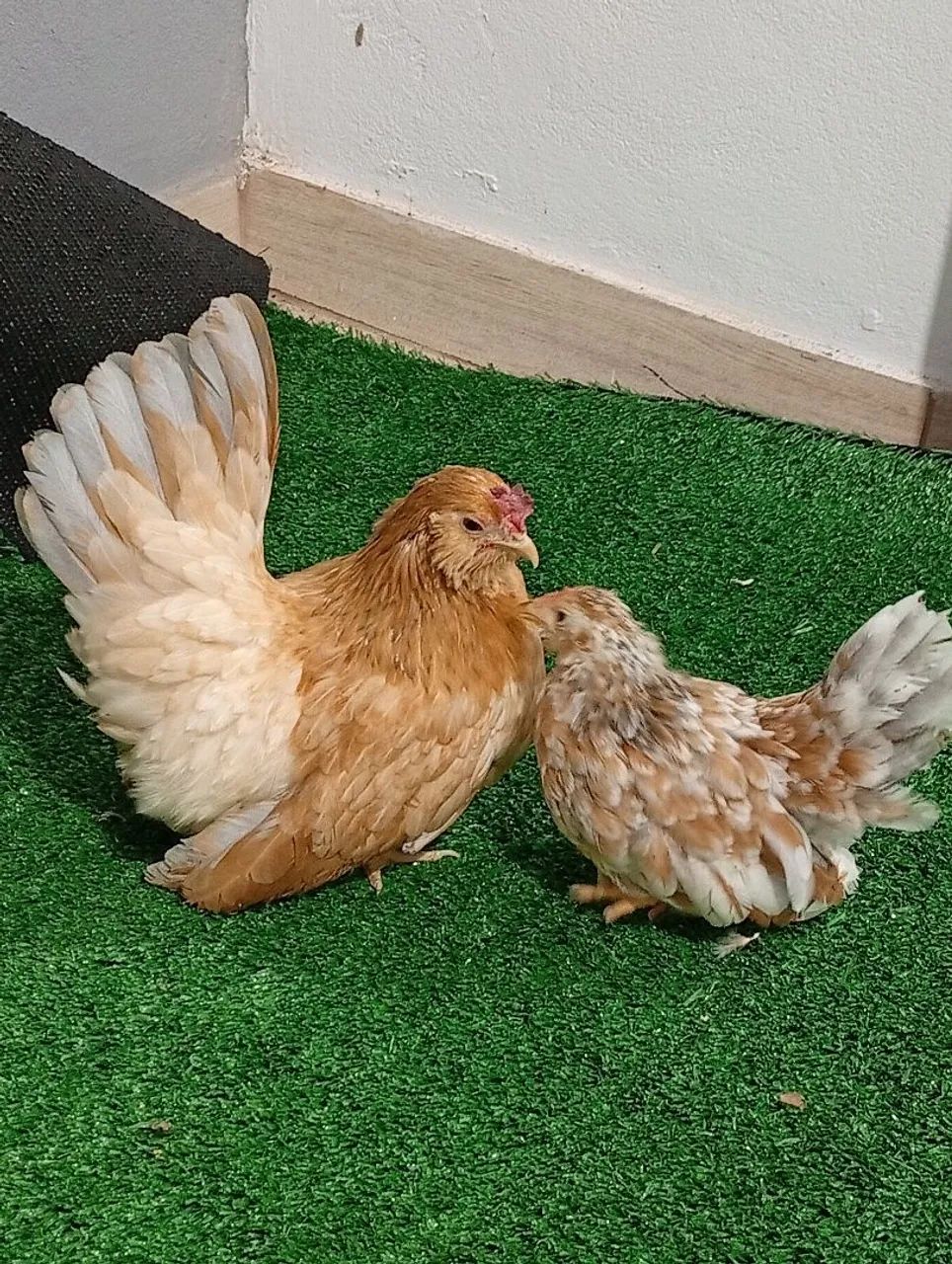 Vendo garnizé Nagasaki  - Foto 2