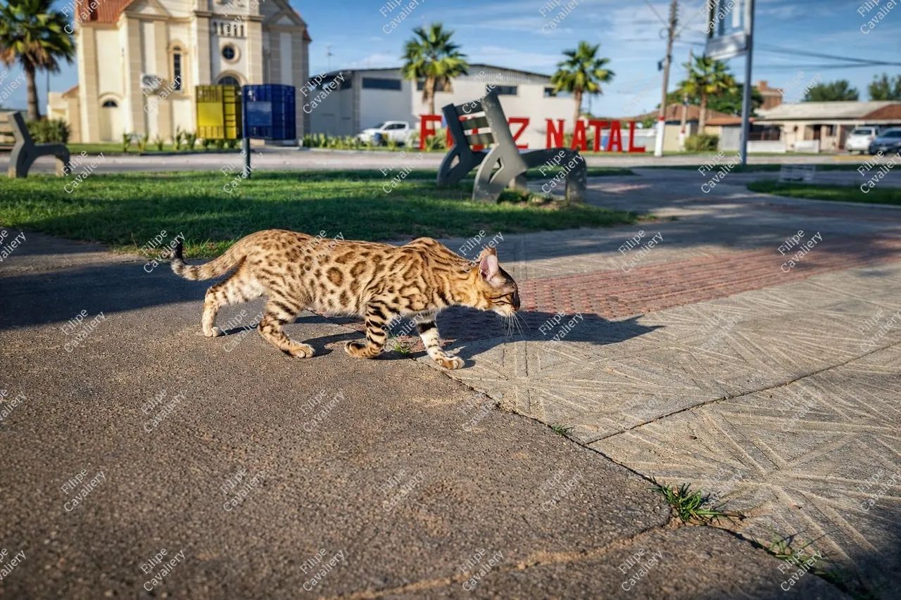Gata Bengal - Bengal Cat Fêmea - Bengal 