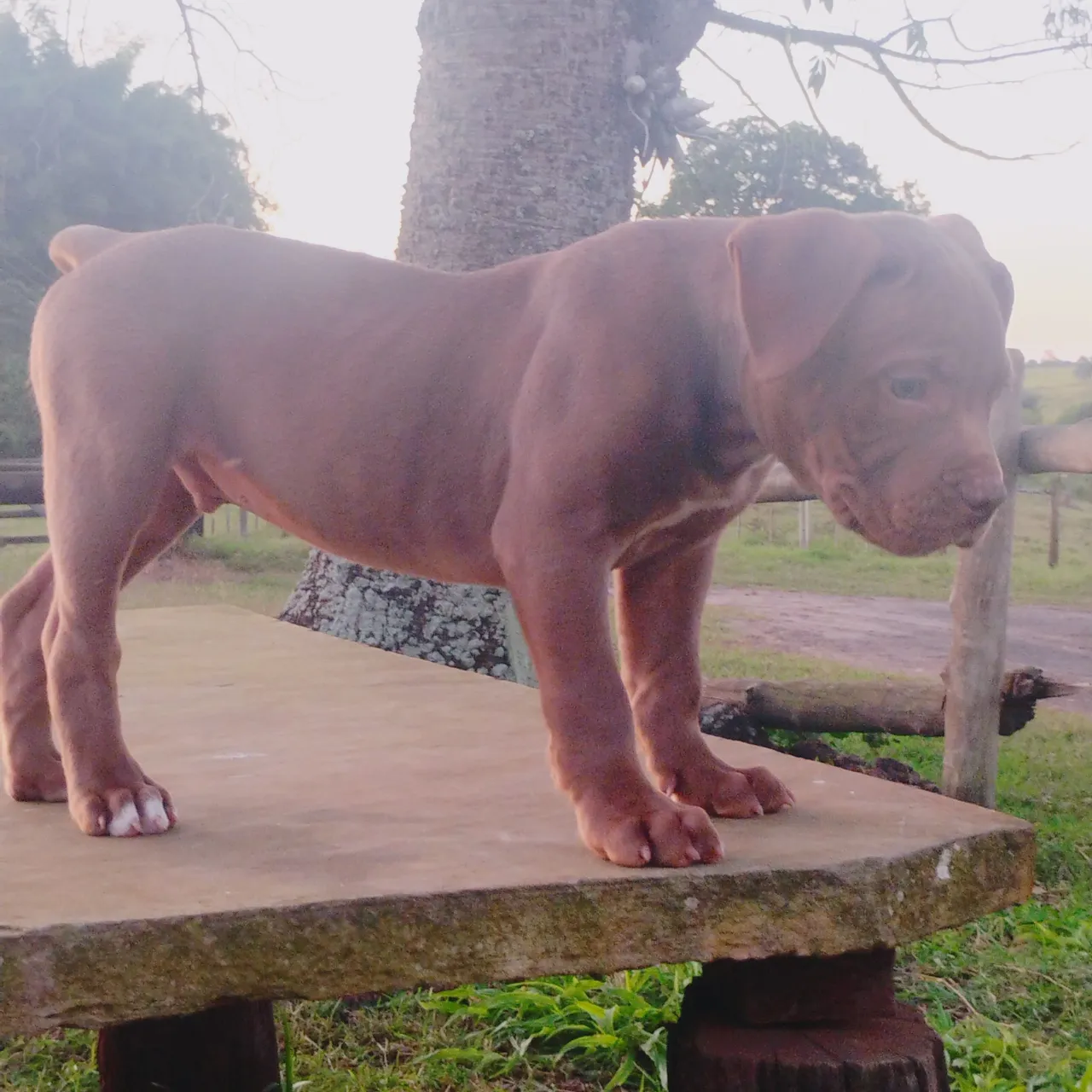 Filhote de Pimonters macho disponível puro ...pai e mãe com pedigree