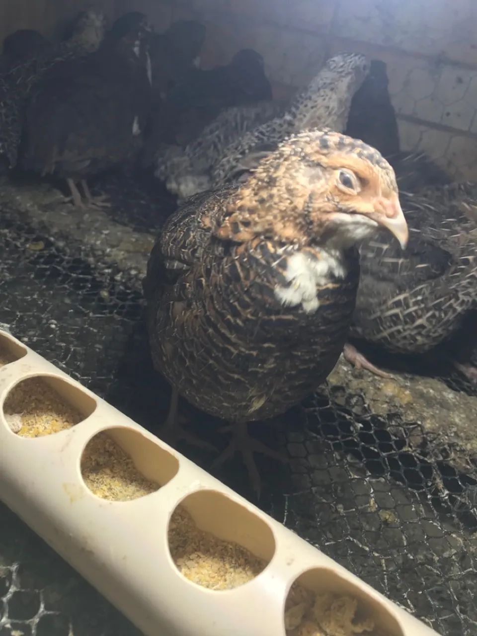 Codornas gigantes  - Foto 3