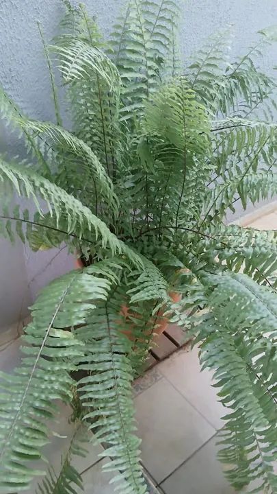 Diversas plantas - Foto 2