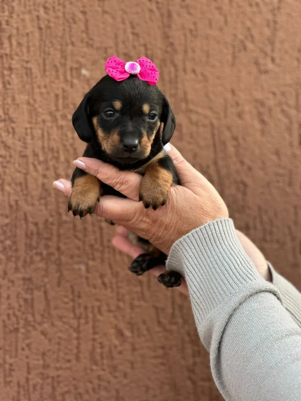 Filhote de Dachshund