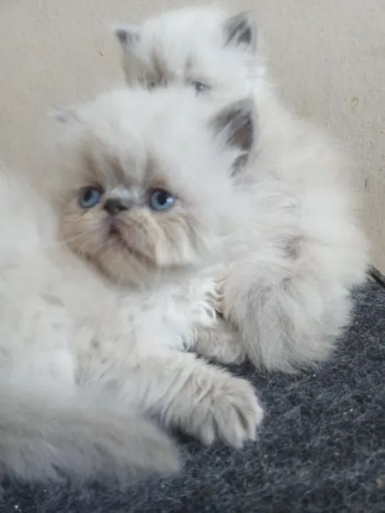 Lindos  filhotes de gato persa - Foto 6