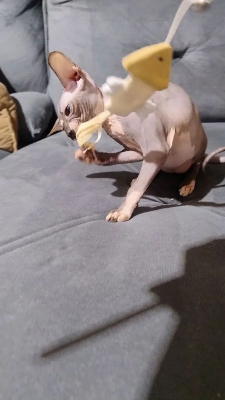 Fêmea linda  - Foto 2