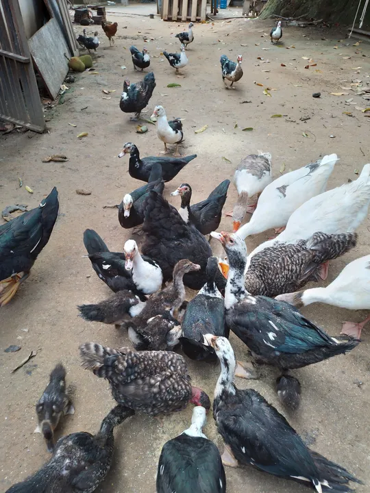 Patos