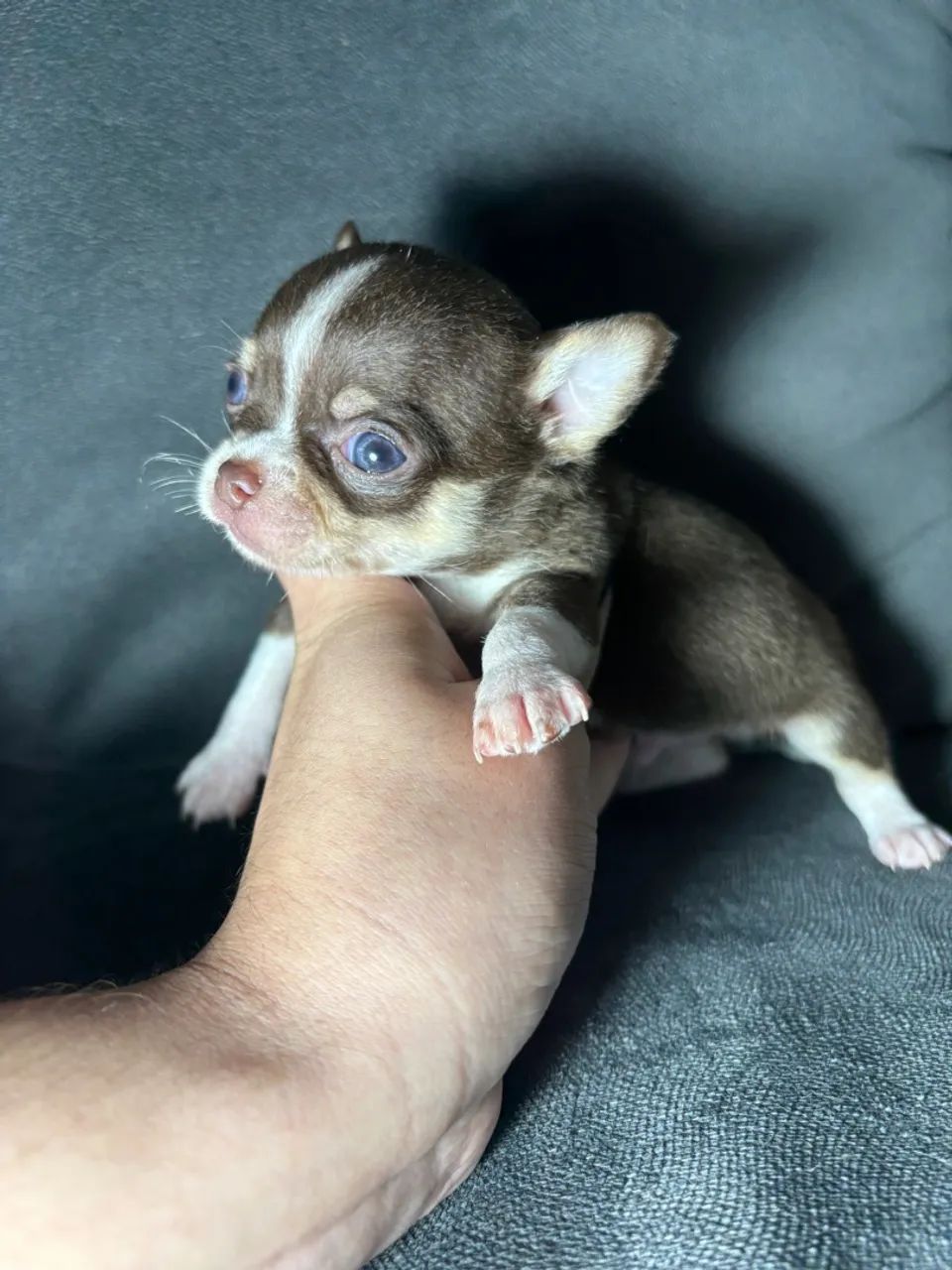Filhote de chihuahua macho chocolate  - Foto 3