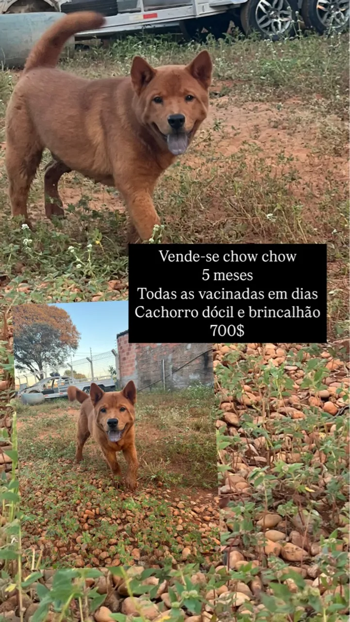 Chow Chow Filhote - 5 Meses - Vacinado