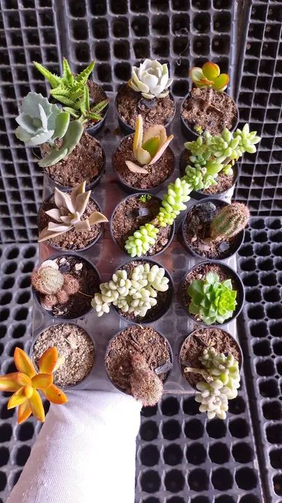 Cactos e suculentas  - Foto 6