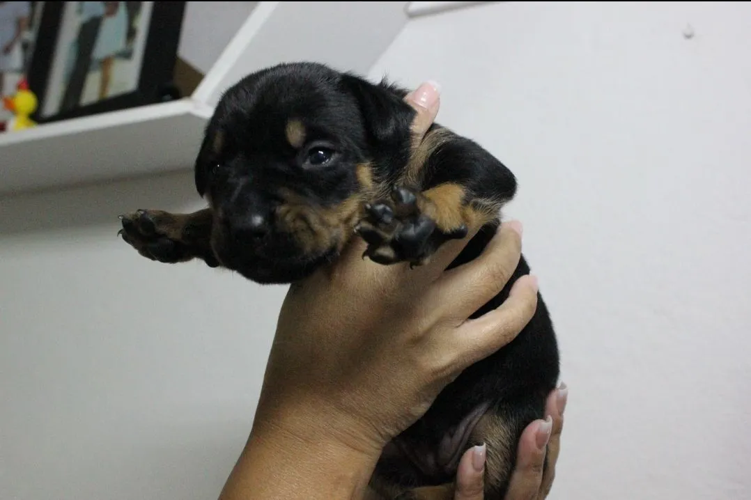 Filhotes Rotbull (Rottweiler + Pitbull) para a venda, R$330 cada.