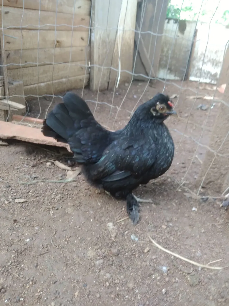 Galinha garnize