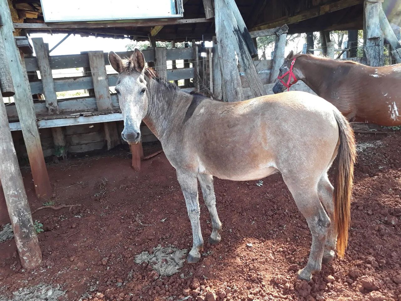 Burro para agropecuária - Foto 2