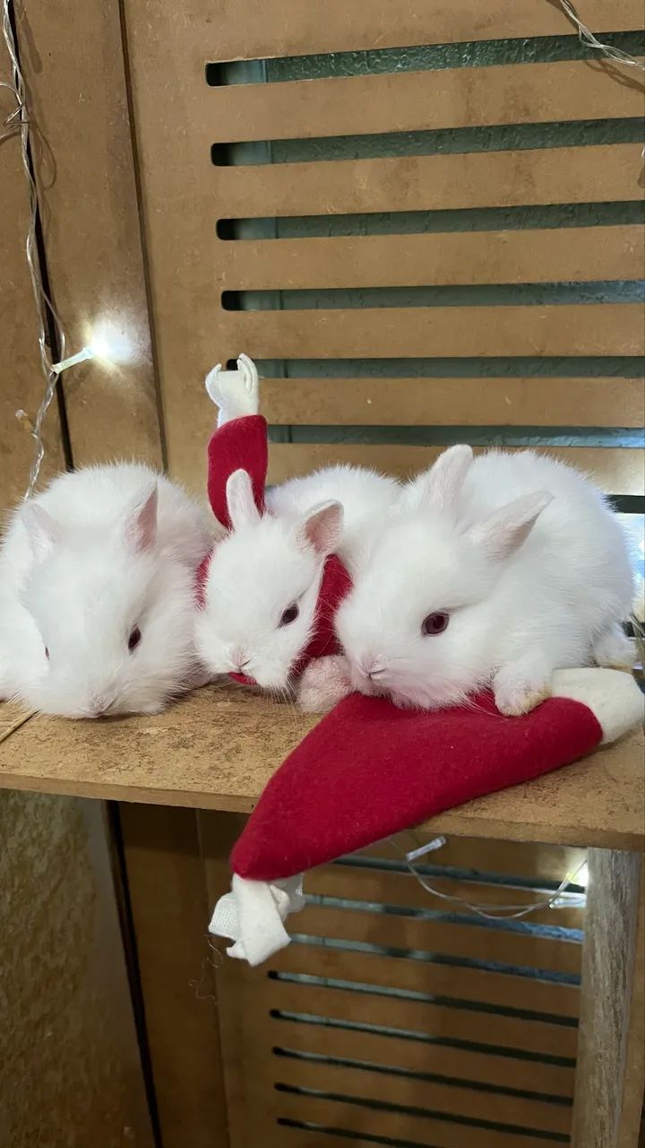 Mini coelho Anão64684119069314121