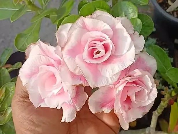 Combo: Rosa d d +substrato +adubo (envio)