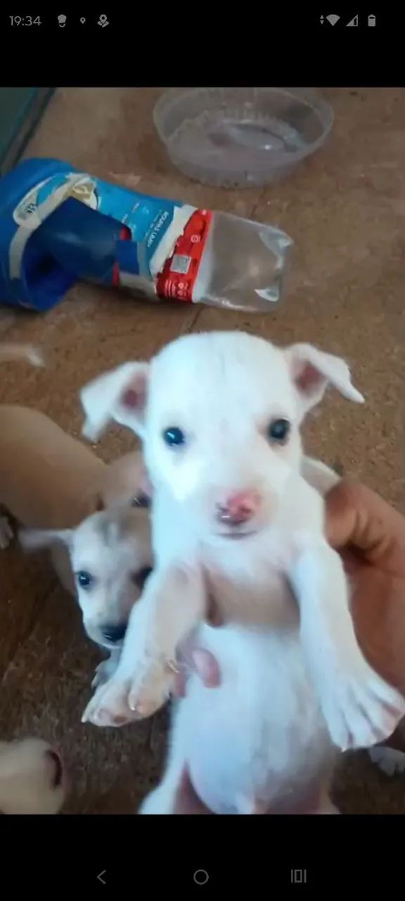 Doando esse cachorro é macho