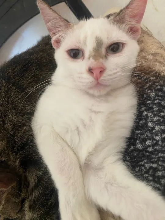 Dois gatinhos fofinhos para adoção - Foto 2