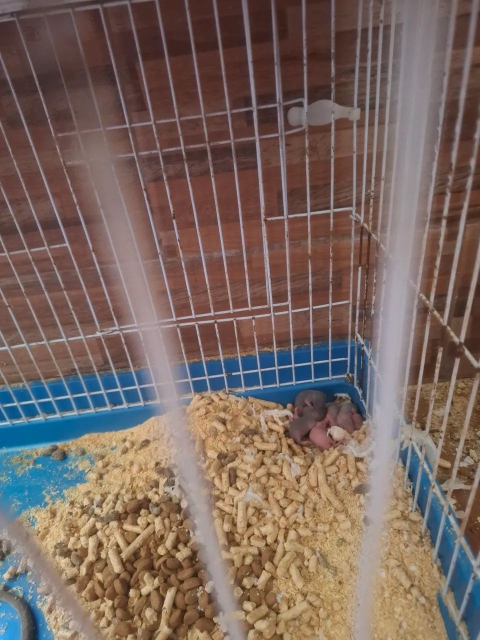 Ratos twister - Foto 4