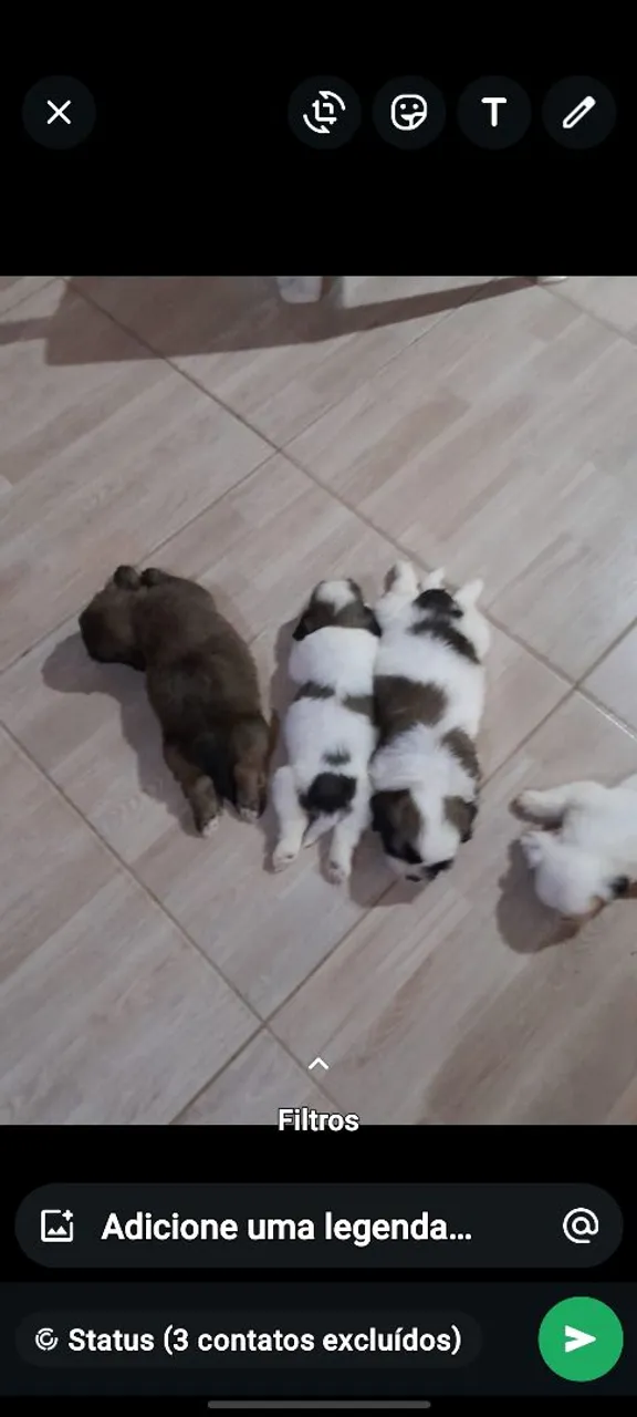 Filhotes de Shih Tzu