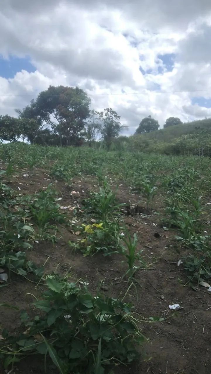 Sítio para vender - Foto 5