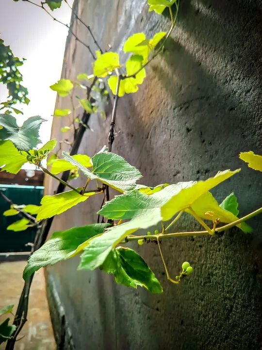 PROMOÇÃO  Muda de Uva Roxa PRODUZINDO  - Foto 2