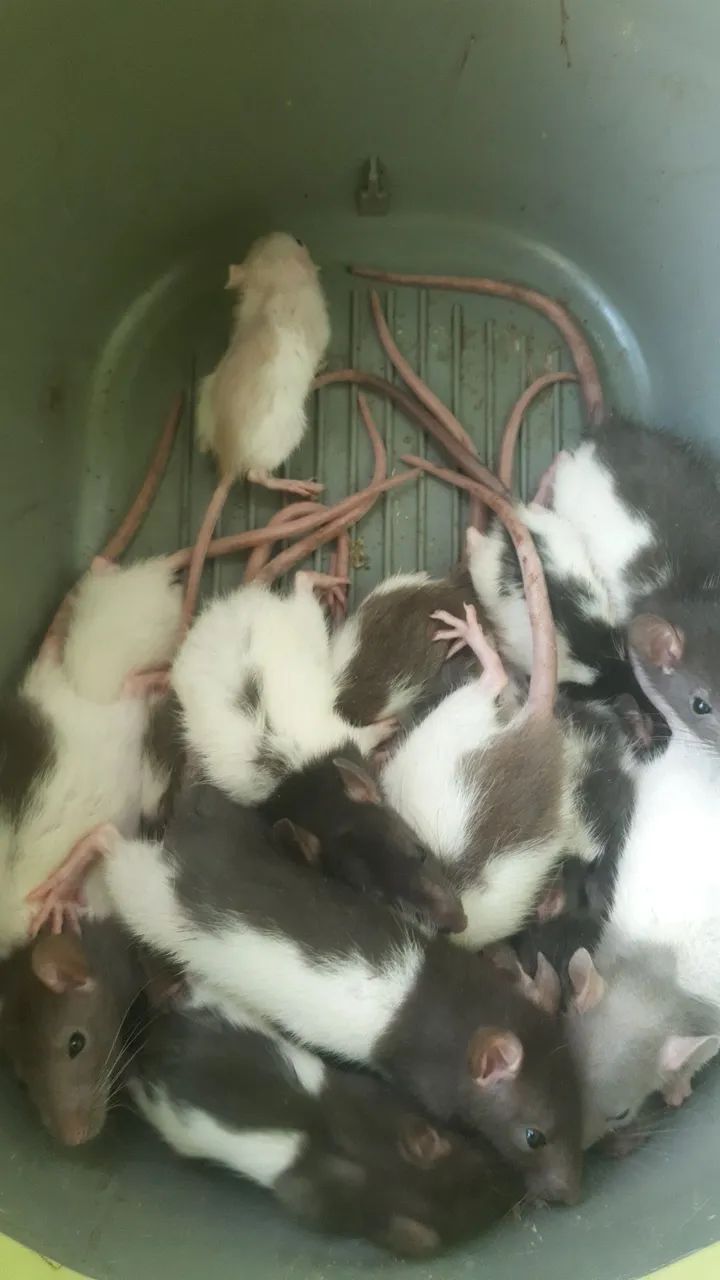 Filhotes de twister - Foto 2